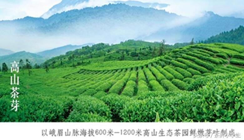 绿茶产地很多，四大茶区代表绿茶有哪些呢？