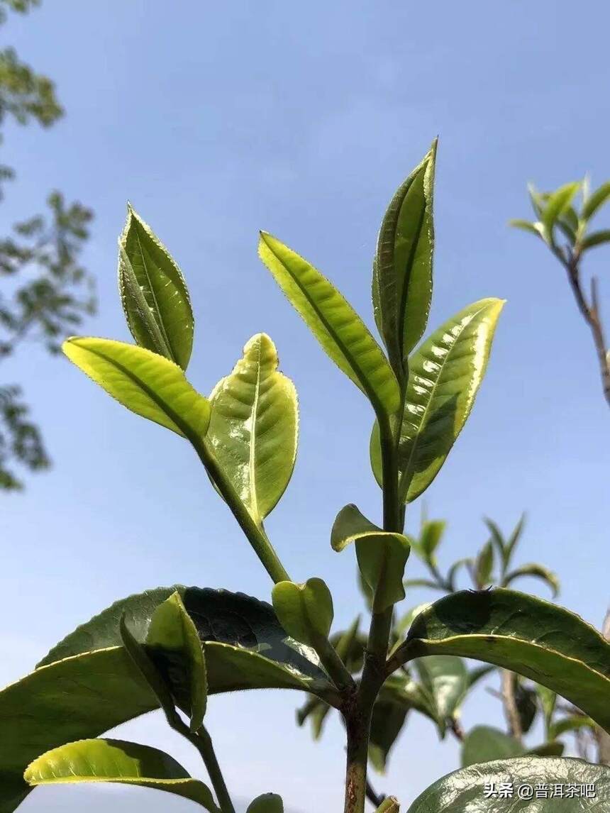 「干货分享」详解普洱茶茶树种类分类