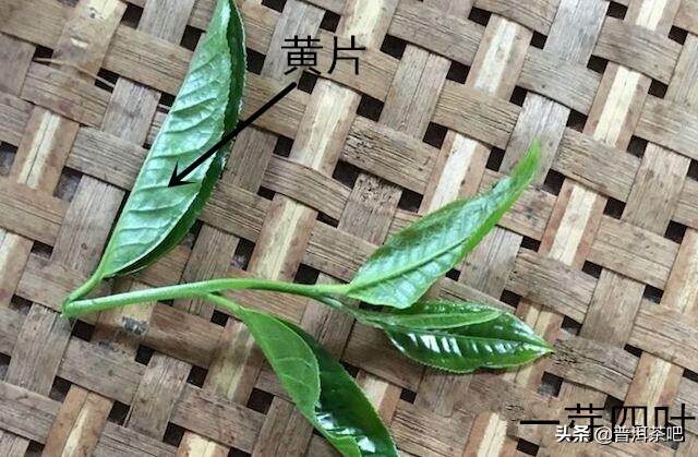 【入门干货】普洱茶原料鲜叶的采摘是按什么标准进行的？