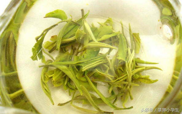 绿茶产地（11）——广西名优绿茶