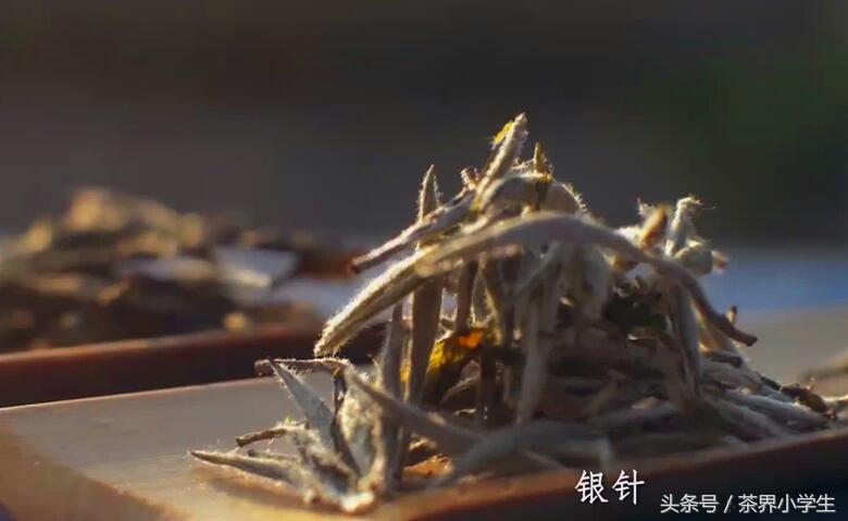 中国白茶在福鼎，福鼎白茶4大类：白毫银针、白牡丹、贡眉和寿眉