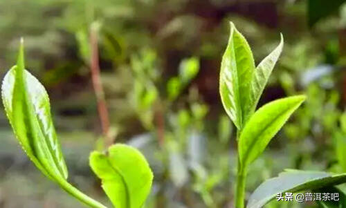 普洱茶树最喜欢什么样的土壤？