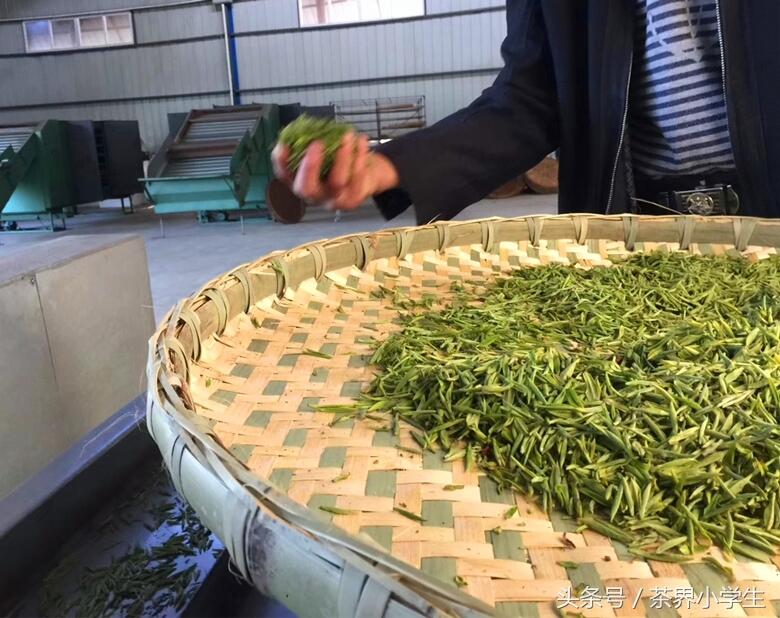 早春绿茶—安徽太平猴魁、四川蒙顶甘露、浙江西湖龙井，想喝吗？