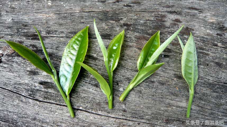 茶叶品质与施肥关系研究