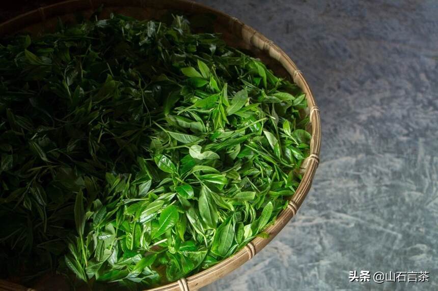 一年当中哪一个季节生产的茶叶最香？