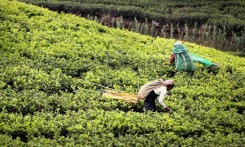 在茶叶遍地的地方，茶商是怎么赚钱的？