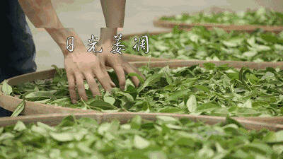 武夷文化：千古武夷品春茶，欲分余润散儒家