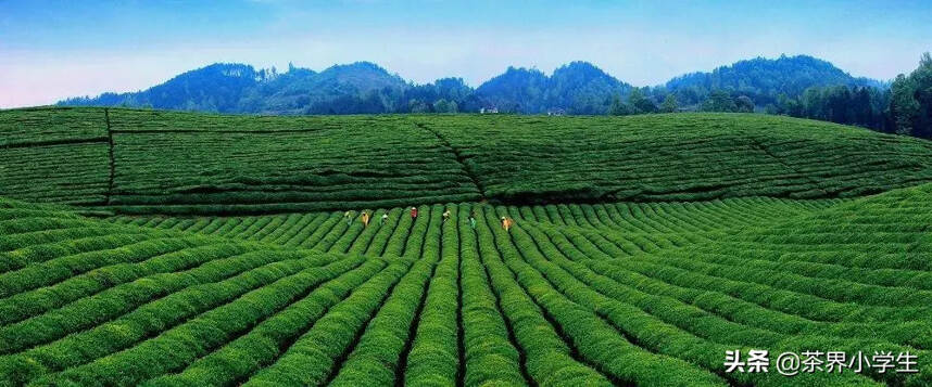 贵州省遵义市湄潭县，靠茶叶实现精准脱贫和乡村振兴