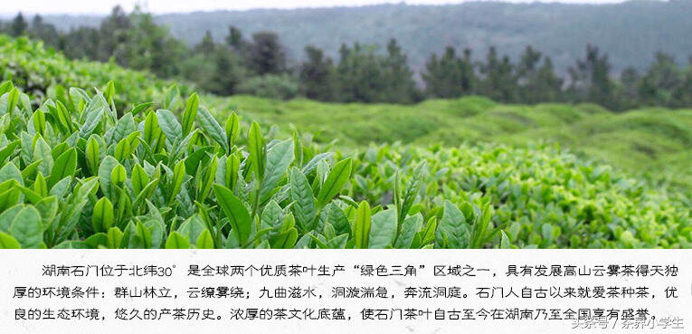 红茶产地（15）——湖南石门（代表茶：石门红茶）