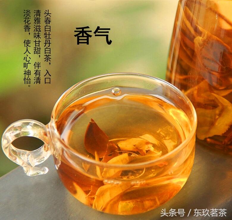 茶的香型（1）——毫香型茶（代表茶：白牡丹和黄山毛峰）