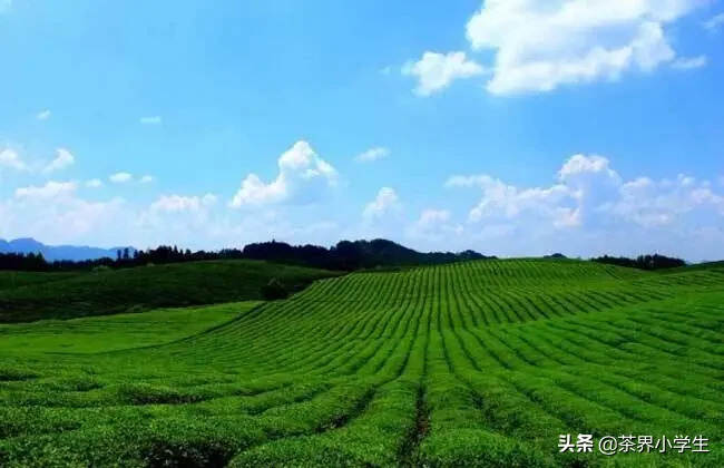 贵州省遵义市湄潭县，靠茶叶实现精准脱贫和乡村振兴