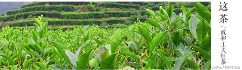红茶产地（21）——福建三大工夫红茶1（代表茶：政和工夫红茶）