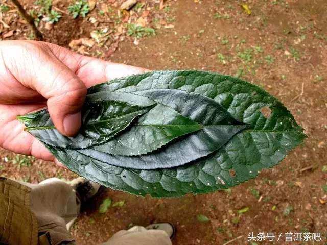 「刀哥说茶」漫话普洱茶树种的分类