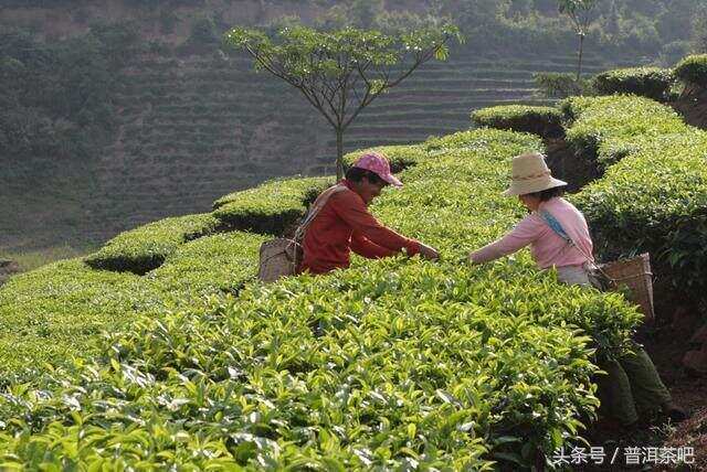 为何云南的普洱茶很少施化肥农药？