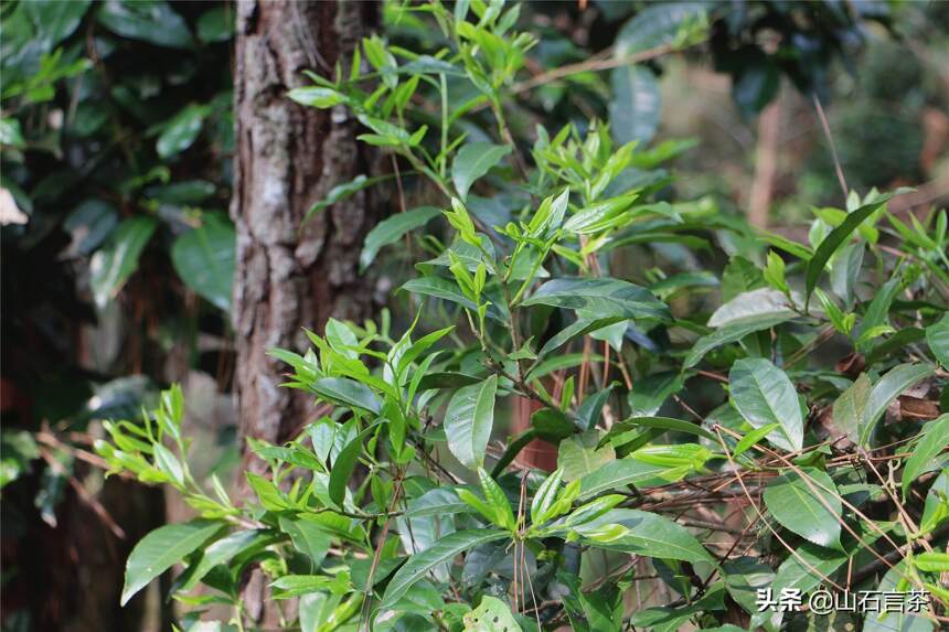 浅谈制茶工艺 | 茶叶有红茶树和绿茶树之分吗？