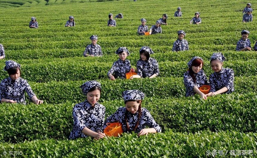 今天：普洱茶界又有大事发生，云茶产业发展有望迎来新的发展契机