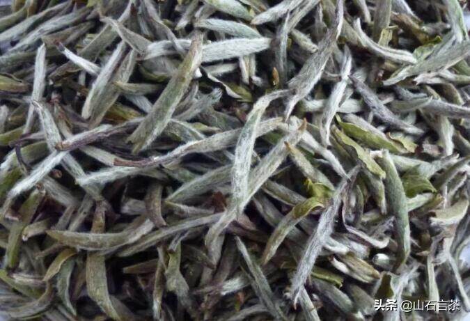 浅谈茶叶的工艺 | 茶叶有红茶树和绿茶树吗？