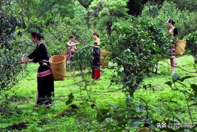 勐海为何能成为“普洱茶第一县”？