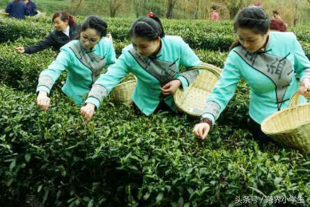 绿茶产地（15）——陕西名优绿茶