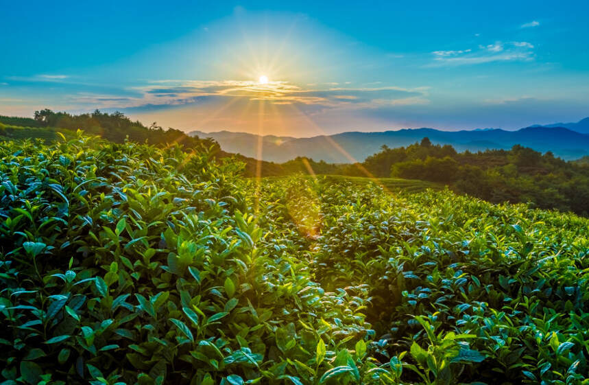 滇红茶的诞生，经历了哪些传奇故事？