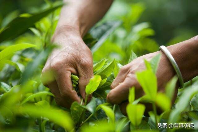 从春茶开采情况，看普洱茶市场泡沫究竟有多大？