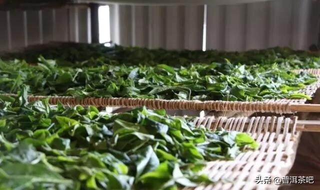 「干货分享」解析茶叶加工技术中的萎凋工艺
