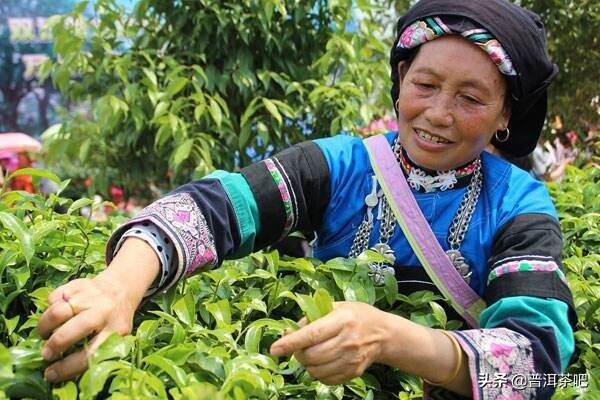 云南“茶文化”系统被列入中国全球重要农业文化遗产预备名单
