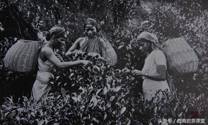 斯里兰卡红茶史：从一本书中看锡兰红茶的前世今生