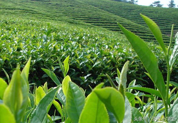 中国十大名茶（10）——都匀毛尖（产自贵州都匀，绿茶类）