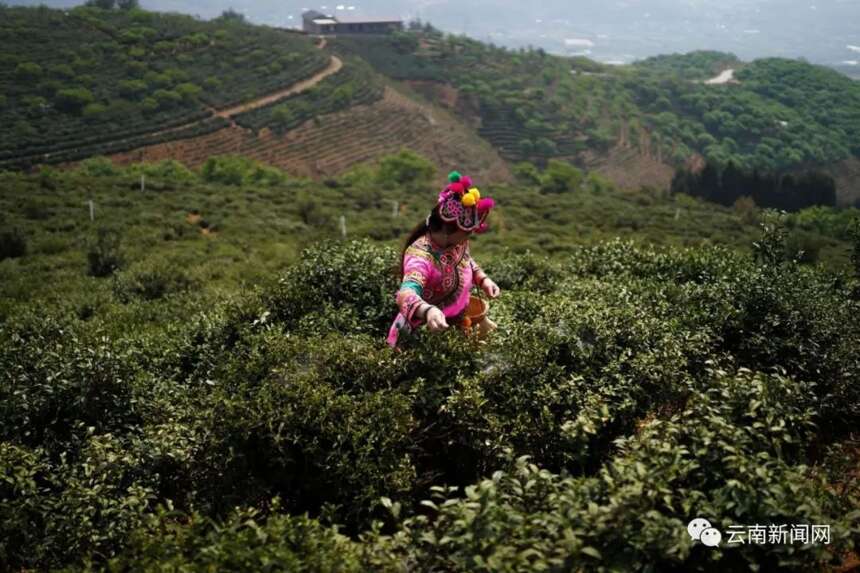 2020年普洱茶价格权威发布：贵的依旧贵，便宜的越来越便宜......