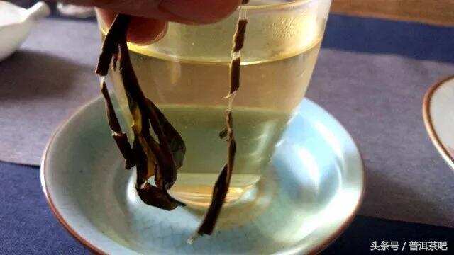 「刀哥说茶」细数那些教人辨识古树茶的歪招