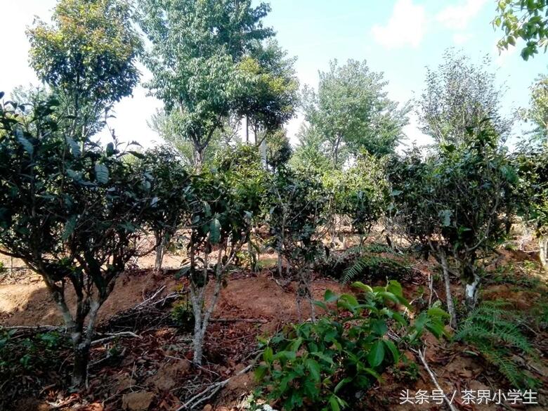 云南景迈普洱茶园春光，最后1张美图—大叶种茶树在努力发芽生长