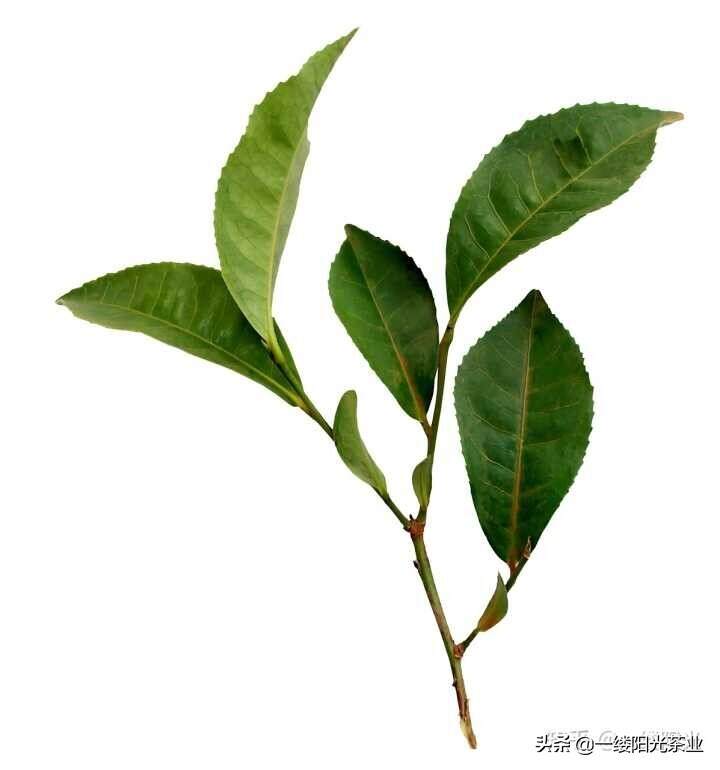所有茶树都可以做任何品种茶么(绿茶，白茶，红茶，黄茶，乌龙)