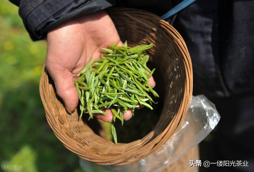 “绿茶”已上市，作为中国茶界最强大的家族，绿茶有几种？