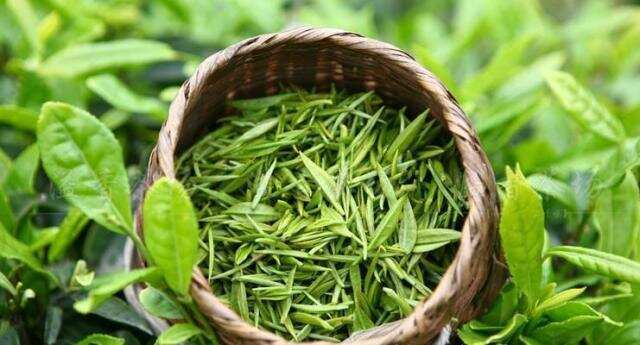 习乌龙｜“清香型”乌龙茶与传统乌龙茶的品质差异