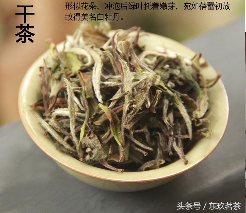 典型白茶冲泡茶艺——白牡丹