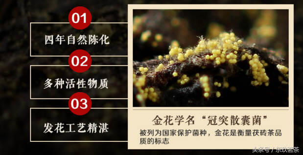 安化黑茶的“金花”——不是有毒黄曲霉素，而是有益的冠突散囊菌