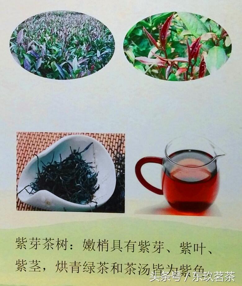 只要1分钟，小编带你了解6类茶树品种！