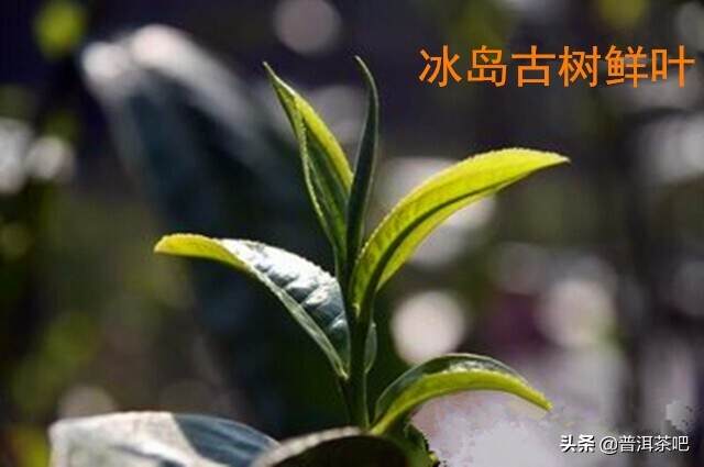 【入门干货】普洱茶原料鲜叶的采摘是按什么标准进行的？