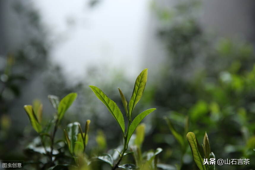 武夷岩茶的“岩韵”到底是什么？