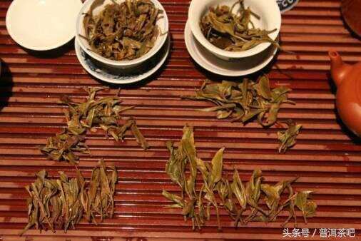 如何从耐泡度、叶底和口感上区分台地茶和古树茶？