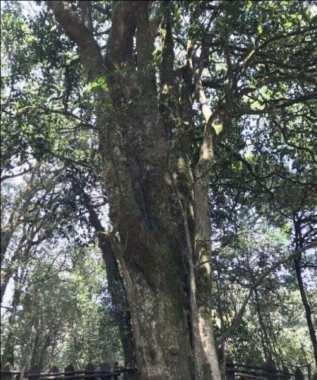 世界茶树的发源地勐库大雪山野生大茶树2700年树龄