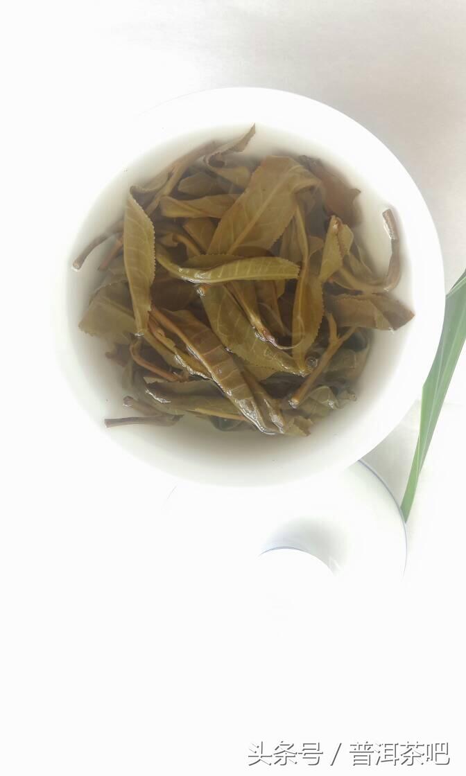 最受欢迎普洱古树茶之“昔归”