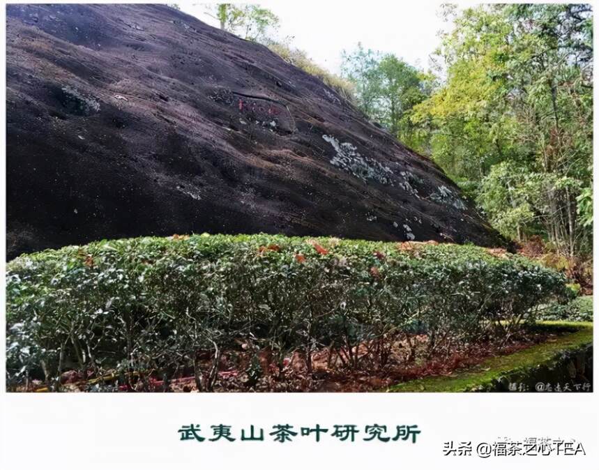 中国第一个茶叶科学研究所——武夷山茶科所