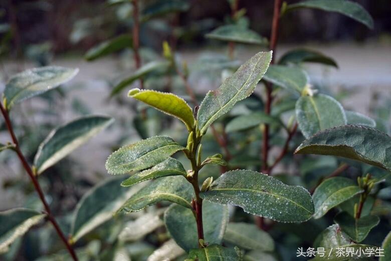 春茶来了哟（3）—浙江龙井绿茶，特点：色绿、香郁、味甘、形美