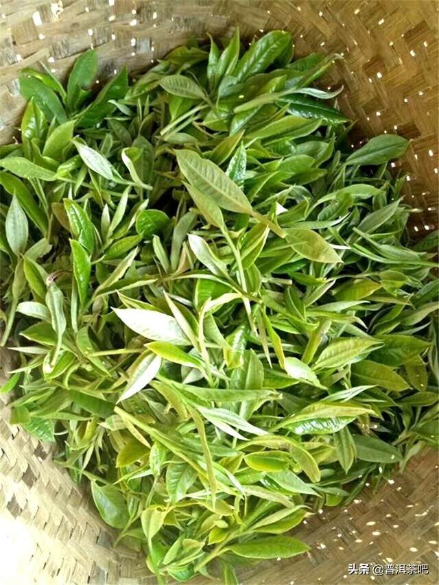 云南69种茶叶参考价格公布 最便宜的独木古树最低仅60元/公斤
