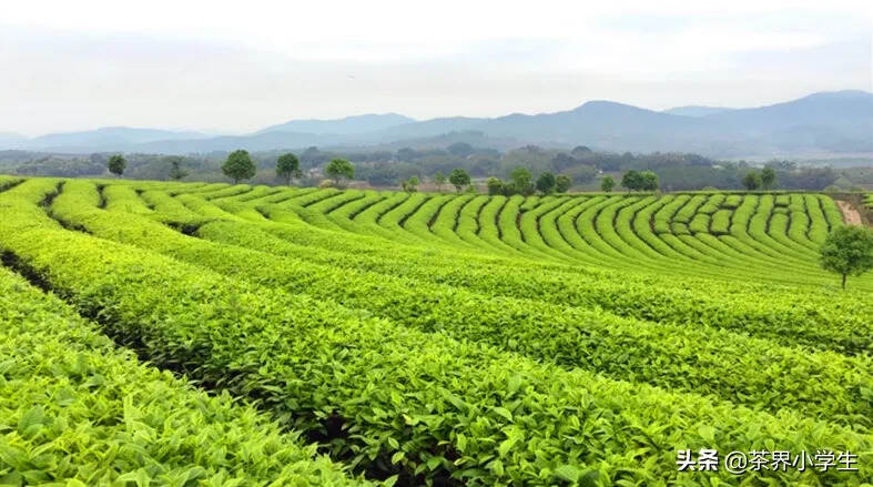 16家上市茶企财报披露，李瑞河带领天福营收重新超过17亿元