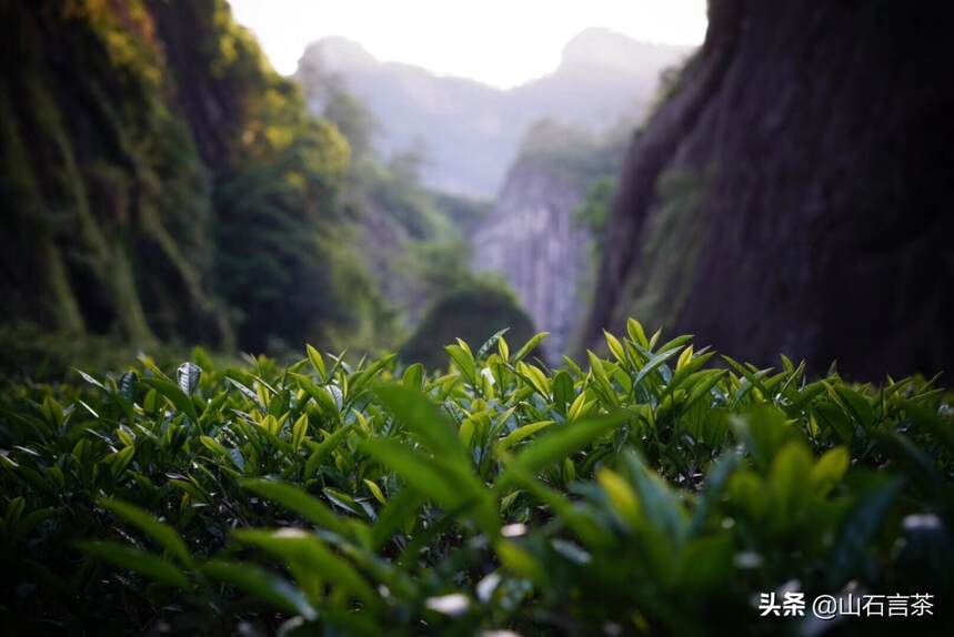 茶课堂 | 武夷岩茶有哪些品种？