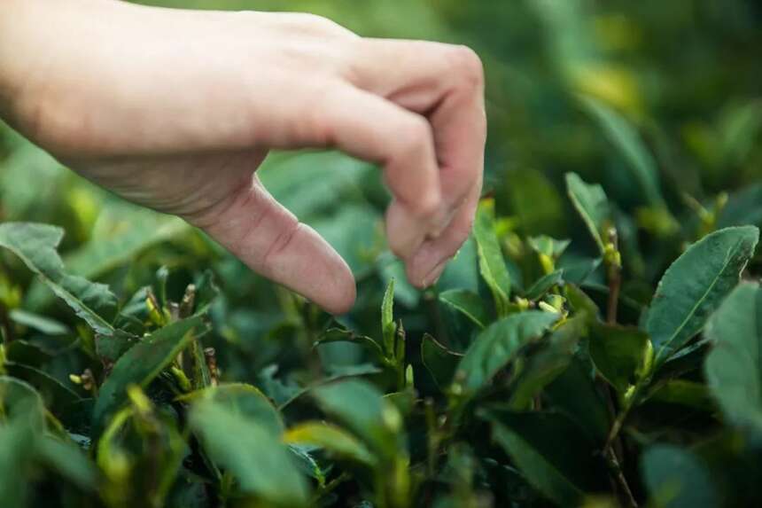 为什么小茶农眼里的茶叶等同于树叶？