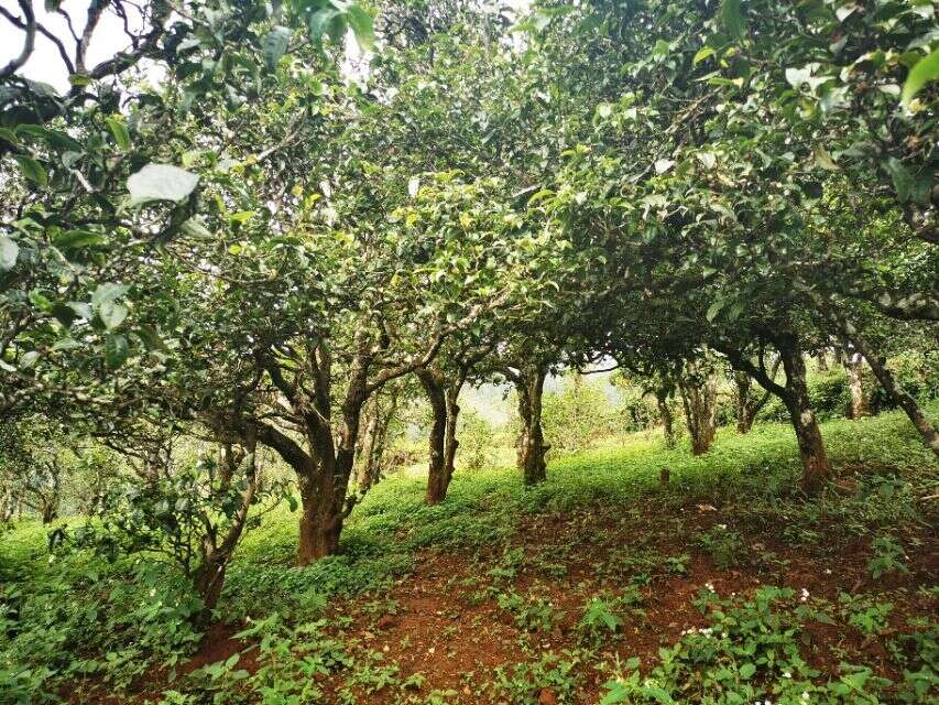 古树茶：普洱茶知名村寨的生态环境如何？